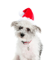 Grey and White Terrier Dog in Red Santa Hat