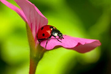 Beautiful ladybug on leaf defocused background