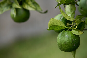 Lemon fruit (Citrus limon) on tree branch.