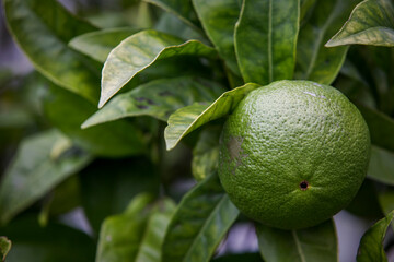 Lemon fruit (Citrus limon) on tree branch.