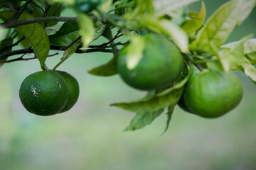 Lemon fruit (Citrus limon) on tree branch.