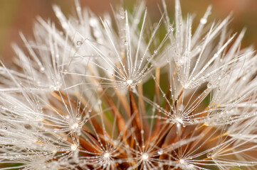 Dandelion seeds close up blowing in green background