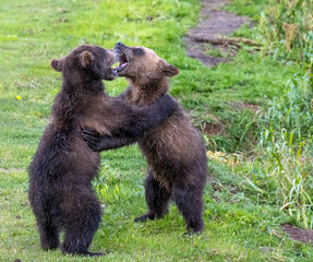Naklejka na ściany i meble Two brown bear cubs playing