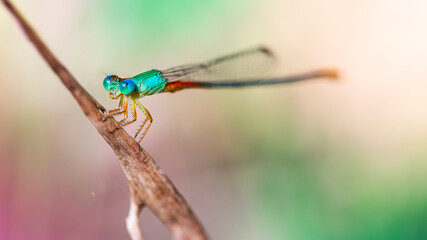 elegant multicolored damselfly on a branch, macro photography of this tiny dragonfly, gracious and fragile Odonata with big faceted eyes. nature scene in the Thai tropical jungle, in Koh Phayam