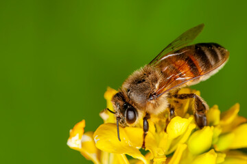 Beautiful  Bee macro in green nature 