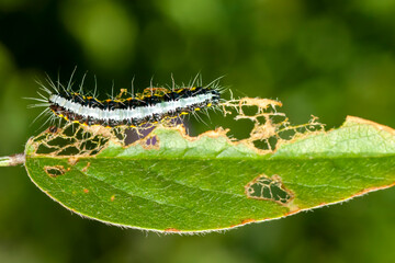 Macro shots, Beautiful nature scene. Close up beautiful caterpillar of butterfly  