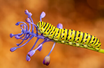 Macro shots, Beautiful nature scene. Close up beautiful caterpillar of butterfly  