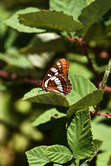 Lorquin's admiral butterfly