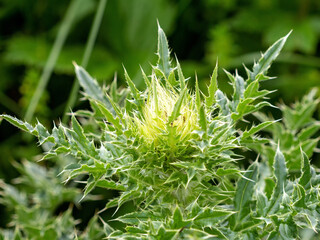 Summer flowering of herbs and plants in mountain meadows variety of all colors and colors, adventures in the world of nature.