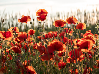 Flowers Red poppies blossom on wild field. Beautiful field red poppies with selective focus. Red...