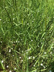 green grass background