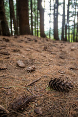 Cones fallen from trees in the forest