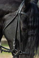 Detail of the special dressage breed Friesian Horse in black with shiny fur riding in a paddock