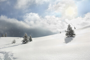 Obraz premium Winter landscape of mountains with of fir tree on glade in snow with path under forthcoming snow windstorm during snowfall. Carpathian mountains