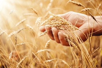 Makro macro golden barley ears in hands of farmer in field © Parilov