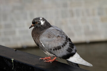 pigeon on the fence