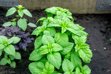 Green seedlings of basil. Close up photo of plants. selective focus. Basil leaves. copying space