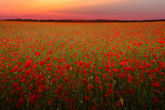The Sun setting on a field of poppies in the countryside, Jutland, Denmark. © Nick Brundle