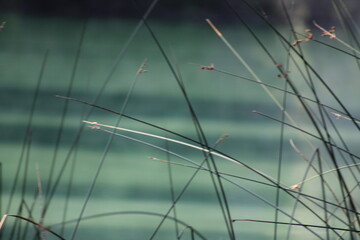 Fototapeta premium reeds in the water