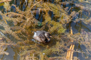 The Little Grebe (Tachybaptus ruficollis), also known as Dabchick, is a member of the grebe family of water birds. Feeding chicks.