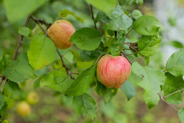 Red apples grows on a branch among the green foliage .Organic apples hanging from a tree branch in an apple orchard. garden full of riped fruits