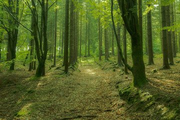 Fototapeta na wymiar footpath in the forest