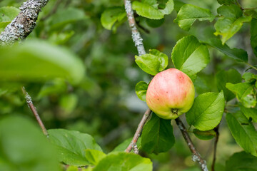 Red apples grows on a branch among the green foliage .Organic apples hanging from a tree branch in an apple orchard. garden full of riped fruits