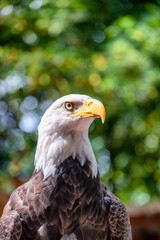 Eagle eye against the forest, wildlife concept