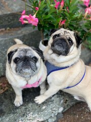 Cute pug couple standing on outdoor steps and looking at viewer with pink flowering plant in...