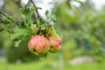 Red apples grows on a branch among the green foliage .Organic apples hanging from a tree branch in an apple orchard. garden full of riped fruits