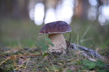 Collecting edible mushrooms. Mushroom-boletus.