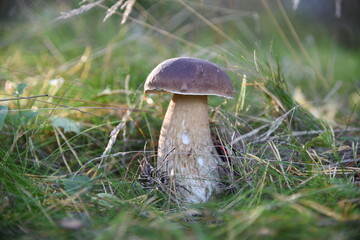 Autumn mushroom picking. White libgrib-Borovik in the evening sun