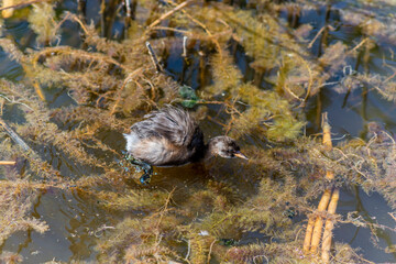 The Little Grebe (Tachybaptus ruficollis), also known as Dabchick, is a member of the grebe family of water birds. Feeding chicks.