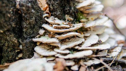 parasitic fungi of the polypore family close-up