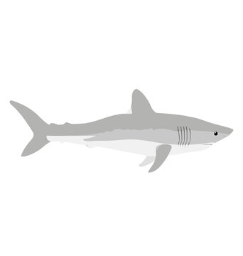 Lamna Nasus - Porbeagle - Side View - Flat Vector Isolated