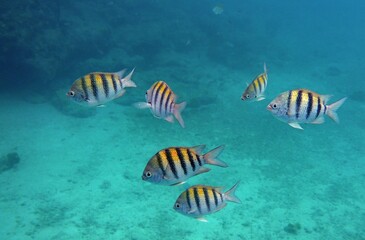 Underwater shot of a school of Sergeant Major fish;  yellow with black stripes fish swimming in a group in a reef area