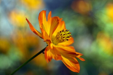 Blüte einer gelben Kosmee © christiane65