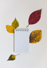 autumn composition and bright foliage on a white background