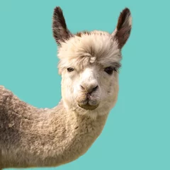 Door stickers Lama Funny alpaca llama isolated on blue background