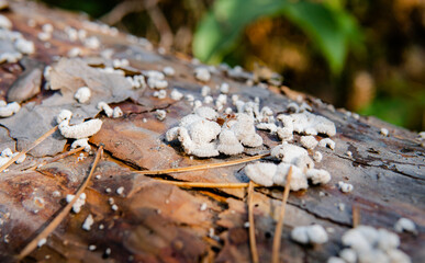 parasitic fungi of the polypore family close-up