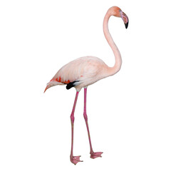 Pink flamingo isolated on white background. Beautiful bird.
