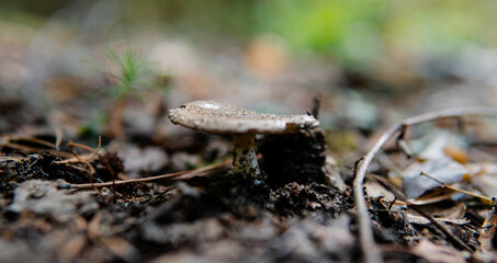 forest medicinal mushrooms close-up