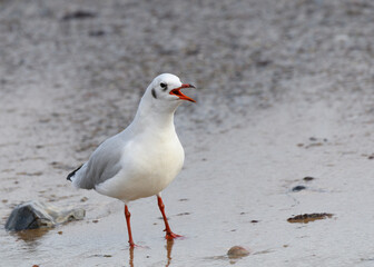 Möwe