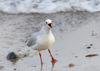 Möwe
