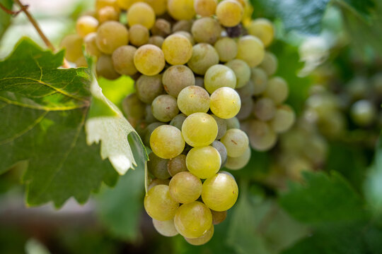 Racimos de uvas de vino blanco maduras colgados en vid en &eacute;poca de cosecha