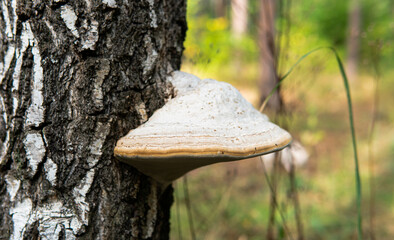 Fototapeta premium .parasitic fungi of the polypore family, scientific experiments on the fungal family Polyporaceae