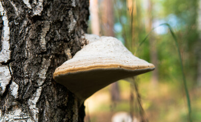 Fomes fomentarius, tinder wood-destroying parasitic fungi in their natural habitat. Useful tinder...
