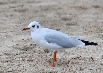 Möwe
