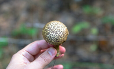.autumn forest mushroom picking season, natural variety of fungi in the world