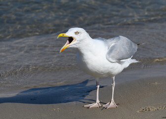 Möwe